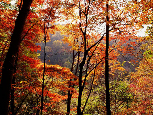 46690 (a): :1600x1200